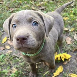 Dilute Retrievers and Labrador Retrievers from B and B Riverbottom Kennel