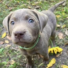 Dilute Retrievers and Labrador Retrievers from B and B Riverbottom Kennel