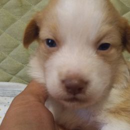 Girl 1 - Yellow Australian Shepherd puppy in Belleville, West Virginia from Chasitys Australian Shepherds