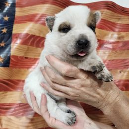Stripes - Red speckled female Australian Cattle Dog puppy in Lynd, Minnesota from Diamond Falls Cattle Dogs
