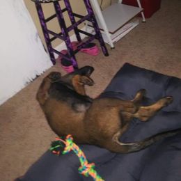 German Shepherd Puppies from Rammstein Kennels