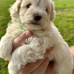 Miniature Schnauzer Puppies from Larsen’s Adorable Pups