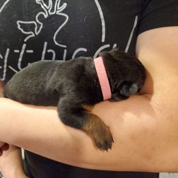 Rottweiler Puppies from Winter's Fate Kennels
