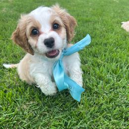 Astro - Buff and white male Cockapoo puppy in Elgin, Texas from Good Grief Doodles