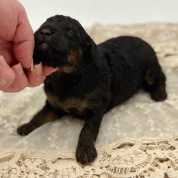 Prince Charming - Tri-color male Bernedoodle puppy in Munster, Indiana from Miranda’s Sunshine Poodles and Doodles