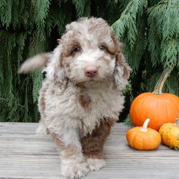 Odie - Merle male Labradoodle puppy in Millersburg, Ohio from My Pals