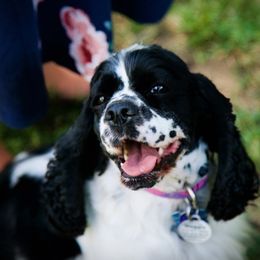 Maggie - Cocker Spaniel