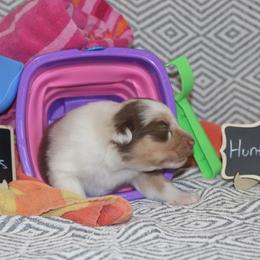 Huntington - Red merle male Australian Shepherd puppy in Massachusetts from Knauer Australian Shepherds