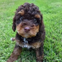 Cappuccino (Chino) - Red phantom male Aussiedoodle puppy in Haleyville, Alabama from The Cuddly Dood Ranch