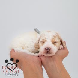Mister Grey - Parti male Labradoodle puppy in Travelers Rest, South Carolina from Doodles of Love Labradoodles