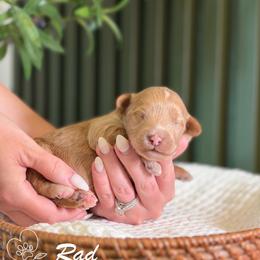 Rad - Apricot male Goldendoodle puppy in Van Alstyne, Texas from Forest Haven Doodle Co.