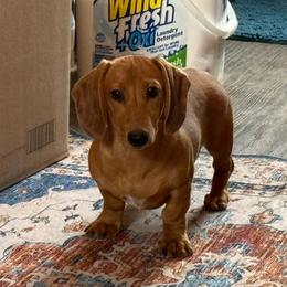 Lyra - Dapple female Dachshund puppy in Lincoln, Arkansas from Red Dirt Dachshunds