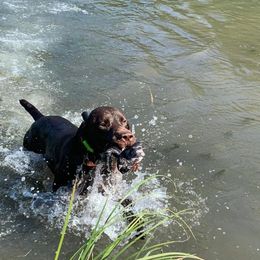 Trigger - German Shorthaired Pointer
