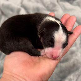 Black Tri - Black tri male Toy Australian Shepherd puppy in Mineral Wells, Texas from BMNM2 Toy Aussies