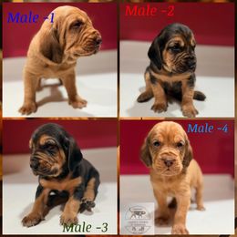 TBD-1st - 2nd pick males reserved-2 spots open - Black and tan male Bloodhound puppy in Inman, Nebraska from Sandhill Hounds of Nebraska