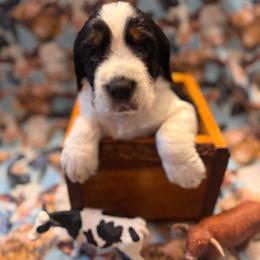 Holestein - Black white and tan male English Springer Spaniel puppy in Braidwood, Illinois from A & R Springers
