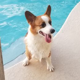 Trouble - Pembroke Welsh Corgi