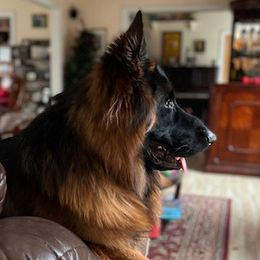 Maui - German Shepherd
