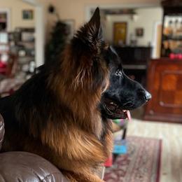 Maui - German Shepherd