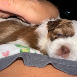 Hazel - Liver and white female Shih Tzu puppy in Rockmart, Georgia from Sonya Garrett