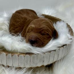 White Male - Apricot male Goldendoodle puppy in Great Falls, Montana from Montana Goldendoodles