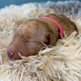 Pink Collar - Apricot female Goldendoodle puppy in Ottawa, Kansas from Kansas Country Doodles