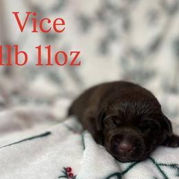 Vice - Chocolate male Labrador Retriever puppy in Puyallup, Washington from 12 Door Farm Labradors