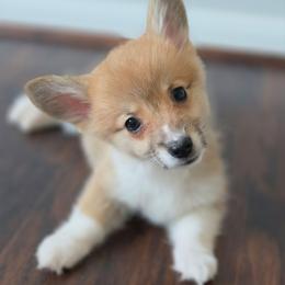 Biscuit - White and red male Pembroke Welsh Corgi puppy in Tomball, Texas from Larsen Loved Corgis