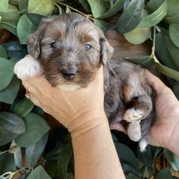 Snowball - Merle female Bernedoodle puppy in Superior, Arizona from Mountain Bridge Doodles