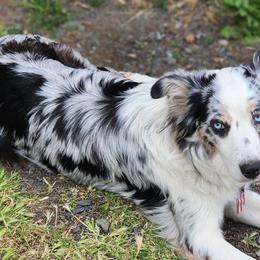 Miniature American Shepherds from Blackjack Mini Aussies