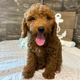Bentley - Red  male Poodle puppy in Osseo, Michigan from Paws in the Country
