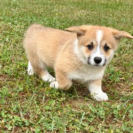 Ready to go Now- Maggie's Fawn sable boy 3 - Sable male Pembroke Welsh Corgi puppy in Rochester, Indiana from Stacy’s Pembroke Welsh Corgis