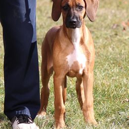 Girl 1 - Red wheaten Rhodesian Ridgeback puppy in Wind Gap, Pennsylvania from Karhiba Rhodesian Ridgebacks