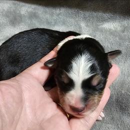 Black white tri - Tri-color female Border Collie puppy in Springtown, Texas from CRL Farms