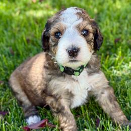 Poe - Brown and white male Bernedoodle puppy in Springville, Utah from Oodles of Bernedoodles