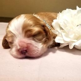 Cocker Spaniel Puppies from Chloe's Cocker Spaniels
