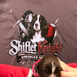 Pink girl - White and liver female English Springer Spaniel puppy in Lufkin, Texas from Shifletknight Springer Spaniels