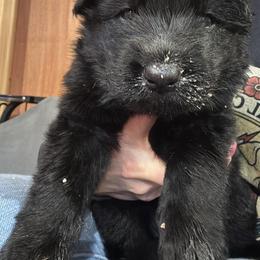 Boy 3 - male German Shepherd puppy in Laurens, New York from Vom Chivalry Haus German Shepherds