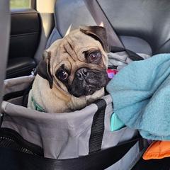 Angus - Pug