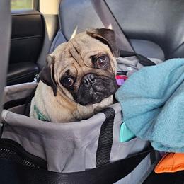 Angus - Pug