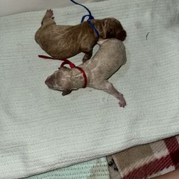 Goldendoodle puppies from DLV Doodles