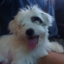 Pirate - Coton de Tulear