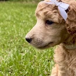 Miss White Collar (was Purple) VIDEO - Cream female Poodle puppy in Screven, Georgia from Dreamland Standard Poodles