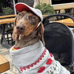 Dachshund All Grown Up from CasadeWeens