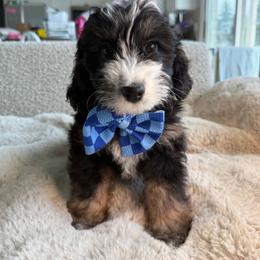 Black - Tri-color male Bernedoodle puppy in Curtice, Ohio from The Pink Doghouse