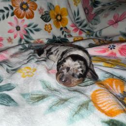 Dapple 1 - Dapple male Dachshund puppy in Magnolia, Texas from J&R Macias Dachshunds