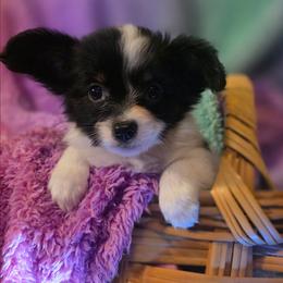 Julie - White black and tan female Papillon puppy in Myakka City, Florida from LaRae's Papillons