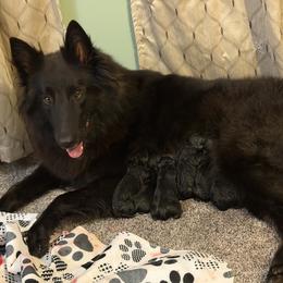 Belgian Sheepdog puppies from Tenebras Belgian Sheepdogs