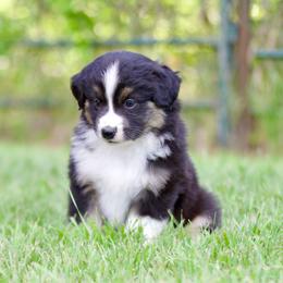 Btf2 - Black tri female Miniature American Shepherd puppy in Stephenville, Texas from Diamond H Aussies