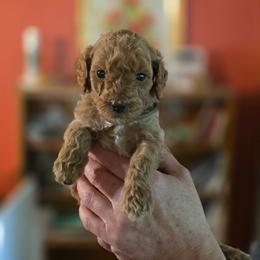 Steven Strange - Apricot male Goldendoodle puppy in Milton, Florida from Sutton Place Doodles